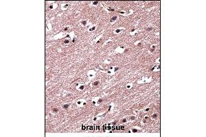 RORB Antibody (C-term) ((ABIN657975 and ABIN2846921))immunohistochemistry analysis in formalin fixed and paraffin embedded human brain tissue followed by peroxidase conjugation of the secondary antibody and DAB staining. (RORB antibody  (C-Term))