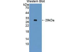 Western blot analysis of the recombinant protein. (Manic Fringe antibody  (AA 73-310))
