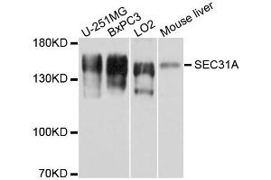 Western blot analysis of extracts of various cell lines, using SEC31A antibody.