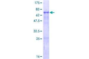 ELF3 Protein (AA 1-371) (GST tag)