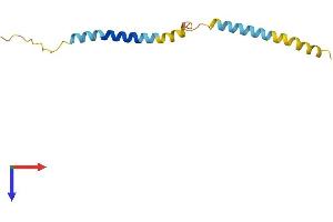 AlphaFold protein structure predicition of Human Recombinant SMIM19 Protein, UniprotID Q96E16