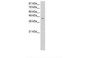 Image no. 1 for anti-Homer Homolog 1 (HOMER1) (AA 281-330) antibody (ABIN6736315) (HOMER1 antibody  (AA 281-330))