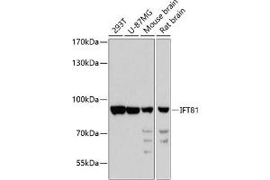 Western blot analysis of extracts of various cell lines, using IFT81 antibody  at 1:3000 dilution. (IFT81 antibody  (AA 550-676))