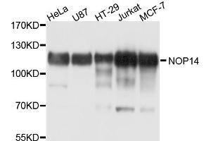 Western blot analysis of extracts of various cell lines, using NOP14 antibody. (Nop14 antibody)