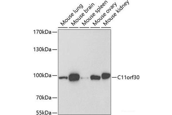 EMSY antibody