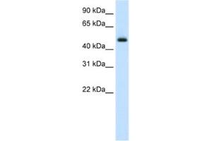 Western Blotting (WB) image for anti-E74-Like Factor 3 (Ets Domain Transcription Factor, Epithelial-Specific) (ELF3) antibody (ABIN2460403) (ELF3 antibody)