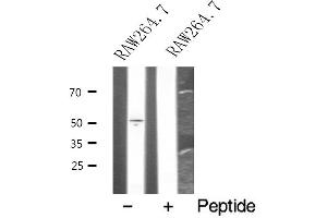 Western blot analysis of extracts from RAW264. (HCRTR1 antibody  (C-Term))