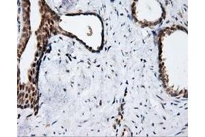 Immunohistochemical staining of paraffin-embedded prostate tissue using anti-APP mouse monoclonal antibody. (APP antibody)