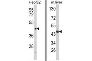 (LEFT) Western blot analysis of HPD Antibody (N-term) in HepG2 cell line lysates (35ug/lane). (HPD antibody  (N-Term))