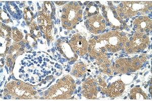 Human kidney (ADH4 antibody  (Middle Region))