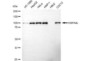 anti-Heat Shock 70kDa Protein 4-Like (HSPA4L) antibody