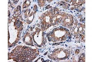 Immunohistochemical staining of paraffin-embedded Kidney tissue using anti-RC201933 mouse monoclonal antibody.
