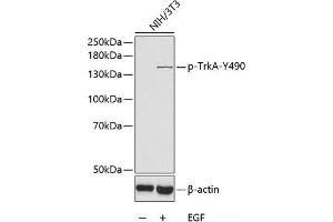 Western blot analysis of extracts of NIH3T3 cells using Phospho-TrkA(Y490) Polyclonal Antibody. (TRKA antibody  (pTyr490))