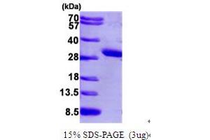 SDS-PAGE (SDS) image for Isoprenylcysteine Carboxyl Methyltransferase (ICMT) (AA 1-227) protein (His tag) (ABIN667011)