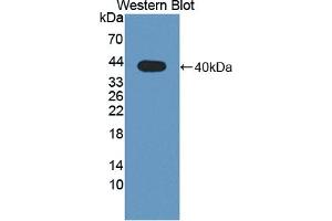 Western Blotting (WB) image for anti-Wingless-Type MMTV Integration Site Family, Member 4 (WNT4) (AA 26-351) antibody (ABIN7441661)