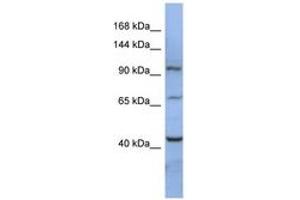 Image no. 1 for anti-RNA Binding Motif Protein 12 (RBM12) (AA 107-156) antibody (ABIN6742995) (RBM12 antibody  (AA 107-156))