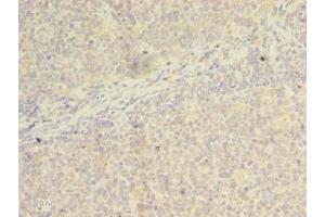 Immunohistochemistry of paraffin-embedded human tonsil tissue using ABIN7175746 at dilution of 1:100 (WDR37 antibody  (AA 1-264))