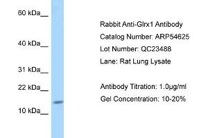 Western Blotting (WB) image for anti-Glutaredoxin 1 (GRX1) (Middle Region) antibody (ABIN2785806) (Glutaredoxin 1 antibody  (Middle Region))