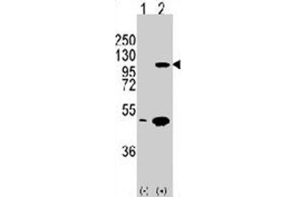 P-Cadherin antibody  (C-Term)