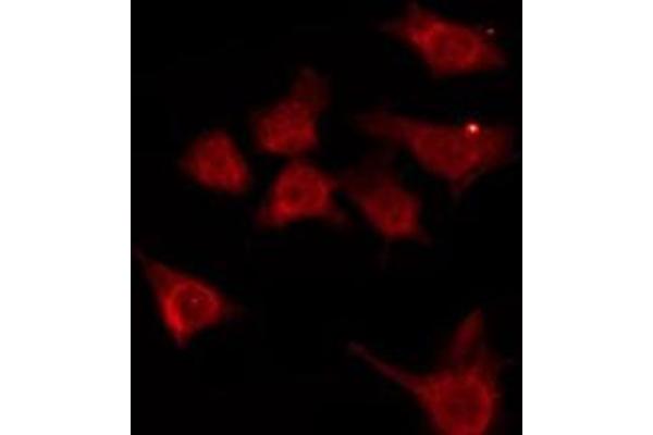 OR7A10 antibody  (C-Term)
