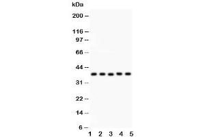 Western blot testing of KLF6 antibody and Lane 1:  human placenta (KLF6 antibody  (AA 38-205))