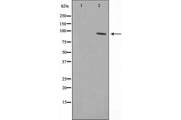 ZNF148 antibody  (N-Term)