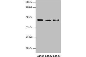 Western blot All lanes: RNF34 antibody at 1. (RNF34 antibody  (AA 1-220))