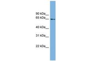Image no. 1 for anti-Chromosome 8 Open Reading Frame 45 (C8orf45) (AA 395-444) antibody (ABIN6745020) (C8orf45 antibody  (AA 395-444))