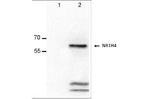 Antigen:  Lane-1: Alexander cells lysate  Lane-2: Alexander cells transfected with NR1H4 lysate  Primary Antibody: Anti-NR1H4 monoclonal (PA322-1. (NR1H4 antibody  (Isoform 2))