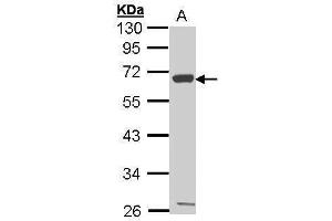 WB Image Sample (30 ug of whole cell lysate) A: Hep G2 , 10% SDS PAGE antibody diluted at 1:1000 (CXCR1 antibody  (C-Term))