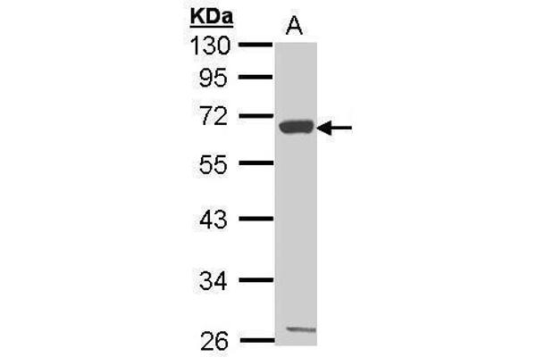 CXCR1 Antikörper  (C-Term)