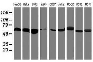Image no. 6 for anti-Ring Finger Protein 113B (RNF113B) antibody (ABIN1500715) (RNF113B antibody)