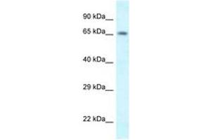 Image no. 1 for anti-Sh3kbp1 Binding Protein 1 (SHKBP1) (N-Term) antibody (ABIN6747563) (SHKBP1 antibody  (N-Term))