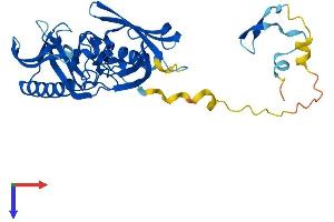 BBS5 Protein (AA 1-341) (His tag)