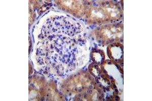 Immunohistochemistry analysis in formalin fixed and paraffin embedded human kidney tissue reacted with FUT6 Antibody (N-term) followed by peroxidase conjugation of the secondary antibody and DAB staining. (FUT6 antibody  (N-Term))