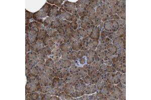 Immunohistochemical staining (Formalin-fixed paraffin-embedded sections) of human pancreas with LRP4 polyclonal antibody  shows cytoplasmic positivity. (LRP4 antibody  (AA 1757-1877))