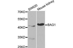 Western blot analysis of extracts of various cell lines, using BAG1 antibody. (BAG1 antibody  (AA 1-230))