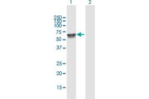 Western Blot analysis of UGT1A7 expression in transfected 293T cell line by UGT1A7 MaxPab polyclonal antibody. (UGT1A7 antibody  (AA 1-530))