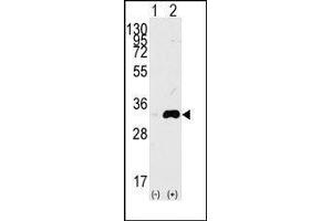 Western blot analysis of CDK1(arrow) using rabbit polyclonal CDK1 Antibody. (CDK1 antibody  (Thr14))