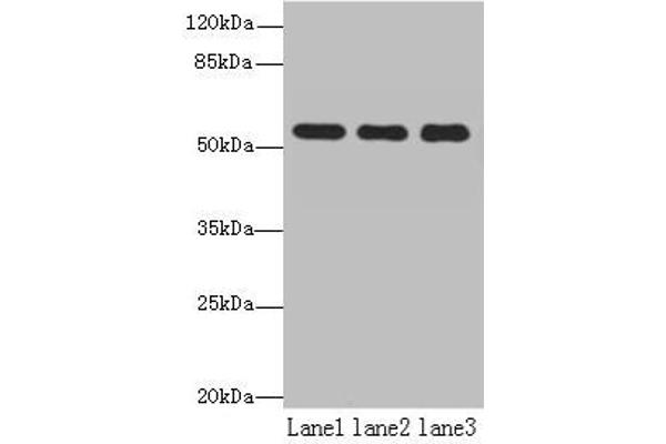 TBC1D22A antibody  (AA 1-280)