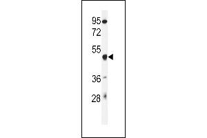 Western blot analysis of GSD Antibody (N-term) (ABIN651081 and ABIN2840063) in mouse liver tissue lysates (35 μg/lane). (Gasdermin A antibody  (N-Term))