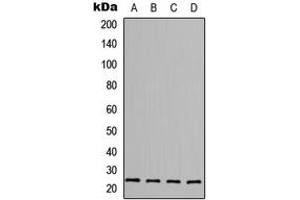 Western blot analysis of FGF6 expression in MCF7 (A), HepG2 (B), Raw264. (FGF6 antibody  (C-Term))