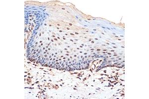 Immunohistochemistry of paraffin-embedded human esophageal using B Rabbit mAb (ABIN7265826) at dilution of 1:100 (40x lens). (BANF1 antibody)