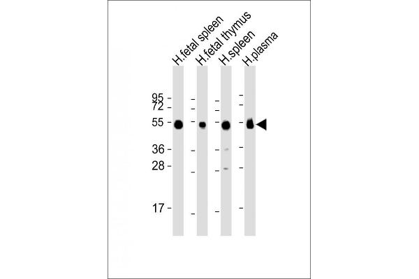 IGHG1 antibody  (AA 154-180)