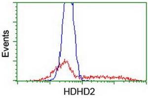 Image no. 2 for anti-Haloacid Dehalogenase-Like Hydrolase Domain Containing 2 (HDHD2) antibody (ABIN1498629) (HDHD2 antibody)