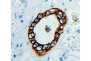 Used in DAB staining on fromalin fixed paraffin-embedded Kidney tissue (ESAM antibody  (AA 31-390))