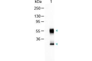 Image no. 1 for Goat anti-Mouse IgG (Whole Molecule) antibody (Alkaline Phosphatase (AP)) (ABIN300672) (Goat anti-Mouse IgG (Whole Molecule) Antibody (Alkaline Phosphatase (AP)))