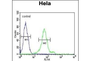 DDX47 Antibody (C-term) (ABIN652169 and ABIN2840575) flow cytometric analysis of Hela cells (right histogram) compared to a negative control cell (left histogram).