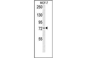 Western blot analysis of RICH2 Antibody (C-term) in MCF-7 cell line lysates (35ug/lane).