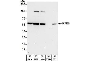 Western Blotting (WB) image for anti-Tryptophanyl-tRNA Synthetase (WARS) (AA 1-50) antibody (ABIN7453455)
